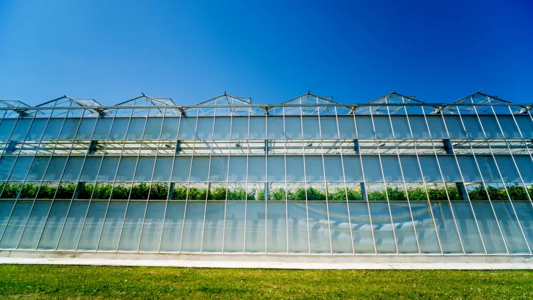 Greenhouse Humidity Control: VPD Management, Disease Prevention, and the Dehumidify-or-Ventilate Decision